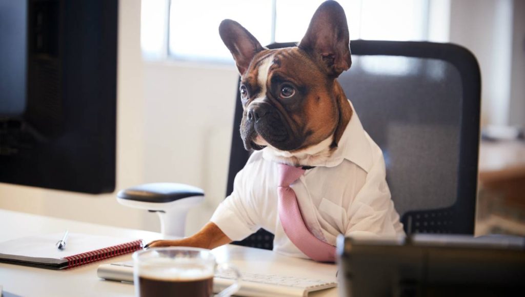 entrevistas de emprego